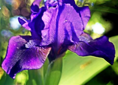 Blüte einer Zwerg-Schwertlilie(Iris pumila(L.))