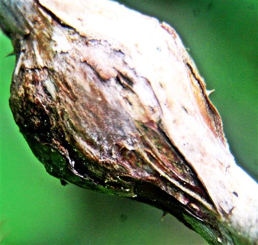 Galle an Himbeertrieb durch Gallmücke Lasioptera rubi