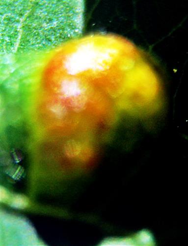 Galle einer Blattwespe(Symphyta(Pflanzenwespe)) auf einem Blatt einer Walnuss(Juglans regia(L.))