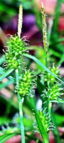 Späte Gelb-Segge(Carex viridula(Michx.))