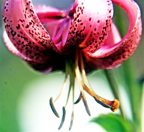 Blte einer Trkenbund-Lilie(Lilium martagon(L.))