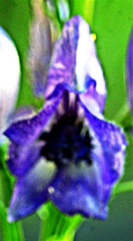 Blüte des Blauen Eisenhutes(Aconitum napellus(L.))