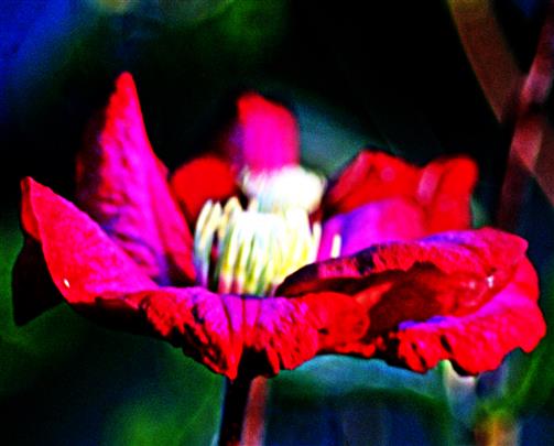 Blüten einer Waldrebe(Clematis(L.) Züchtung z. B. Niobe)