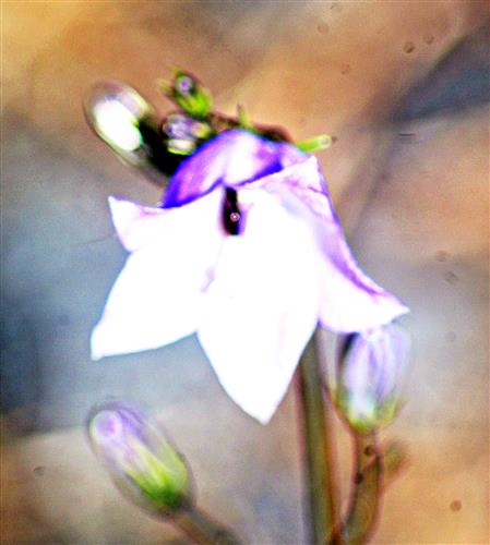 Blüte einer Rundblättrigen Glockenblume