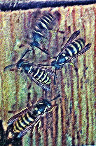 Gemeine Wespen(Vespula vulgaris(L. 1758)) beim Eindringversuch in einen Vogelnistkasten