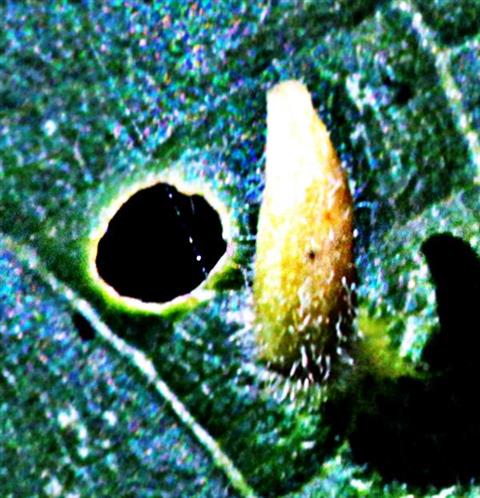 Pflanzengalle der Hörnchen-Gallmilbe(Aceria macrorhyncha(Naleppa 1889))