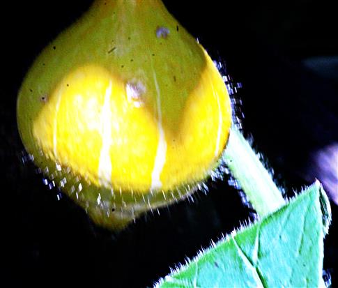 Heranreifender Hokkaido-Kürbis(Cucurbita maxima(Duchnesne Ex Poir.))