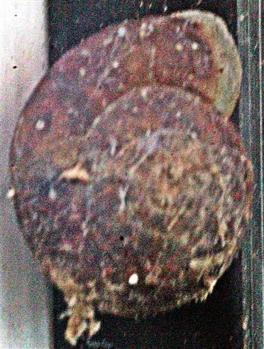 Gehäuse eines Steinpickers(Helicigona lapicida(L. 1758))