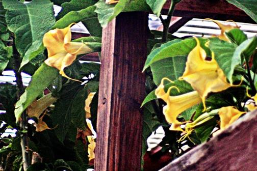 Blüten von Engelstrompeten(Brugmansia(Pers.))