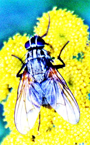 Stubenfliege(Musca domestica(L. 1758)) auf Rainfarn(Tanacetum vulgare(L.))