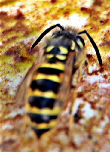 Gemeine Wespe(Vespula vulgaris(L. 1758)) beim Trinken an einer Wasserpfütze