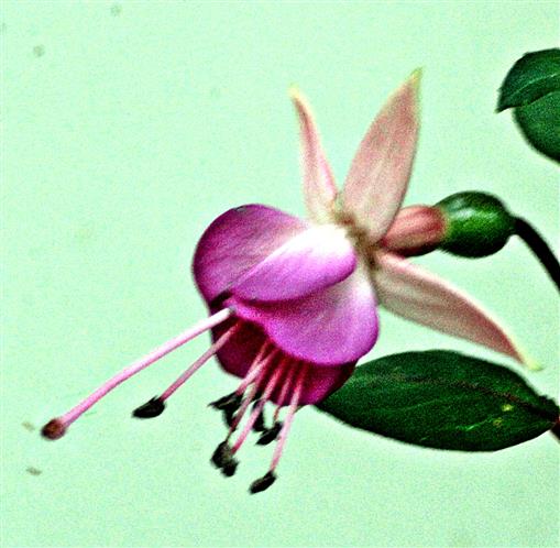 Blüte einer Fuchsie(Fuchsia(L.))