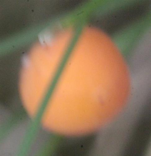 Beere eines Maiglöckchens(Convallaria majalis(L.))