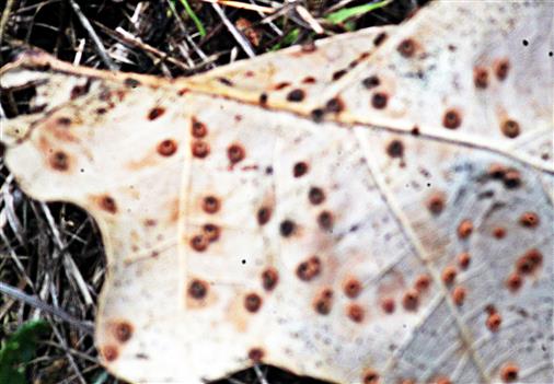 Münzen- oder Seidenknopfgallen auf der Unterseite eines Traubeneichenblattes(Quercus petraea(Mattuschka)Liebl.)