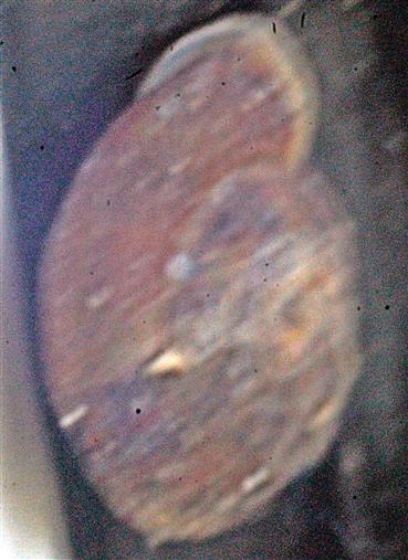 Steinpicker(Helicigona lapicida(L. 1758)) abermals am Fensterrahmen