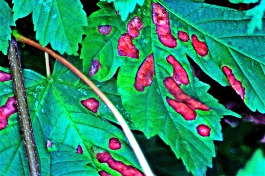 Bräunliche Trockenheitsflecken auch an Blättern des Bergahorns(Acer pseudoplatanus(L.))