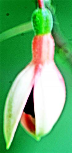 Knospe einer Fuchsie(Fuchsia(L.))