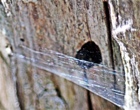 Ein Spinnennetz vor dem Ausflugloch - 