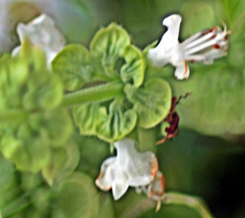 Blüten eines Basilikums(Ocimum basilicum(L.))