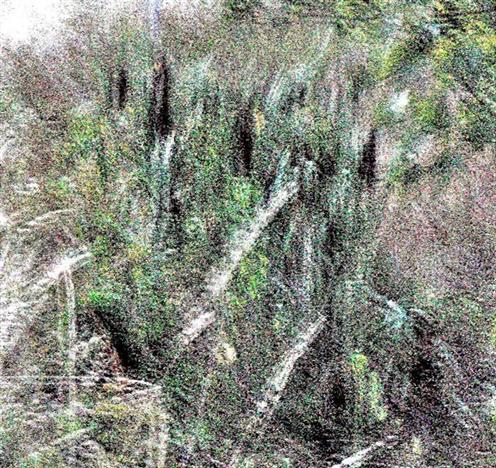 Breitblättriger Rohrkolben(Typha latifolia(L.)) im Straßengraben