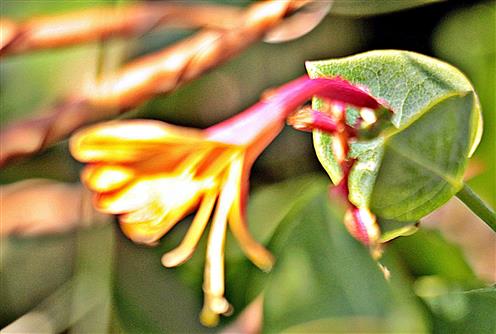 Blüte eines Wald-Geißblattes(Lonicera periclymenum(L.))