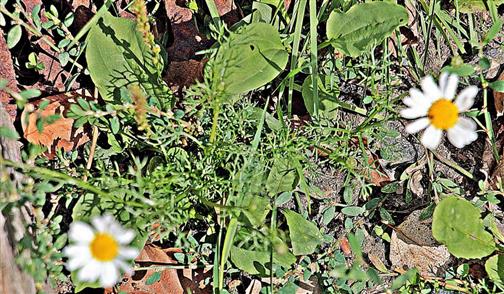Geruchlose Kamille(Tripleurospermum inodorum(L.) Sch. Bip.)