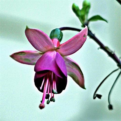 Blüte einer Fuchsie(Fuchsia(L.))
