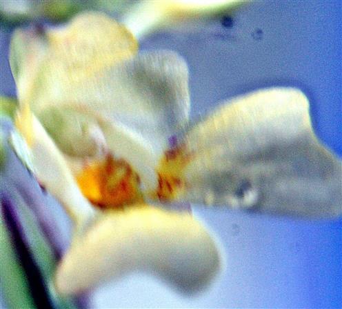 Blüte des Kleinblütigen Springkrautes(Impatiens parvifolra(DC.))