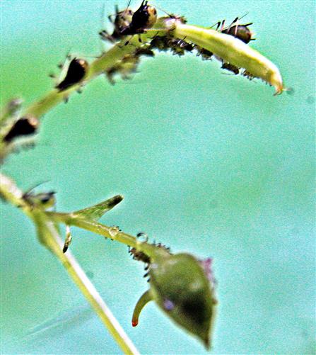 Grüne Pfirsichbattlaus(Myzus persicae(Sulzer 1774)) auf Springkraut