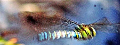 Blaugrne Mosaikjungfer(Aeshna cyanea(Mller 1764)) Insekten ber dem Gartentmpel jagend