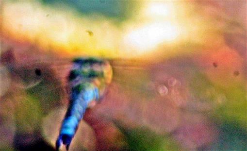 Blaugrne Mosaikjungfer(Aeshna cyanea(Mller 1764)) Insekten ber dem Gartentmpel jagend 01