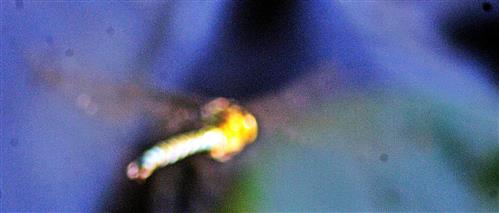 Blaugrne Mosaikjungfer(Aeshna cyanea(Mller 1764)) Insekten ber dem Gartentmpel jagend 03
