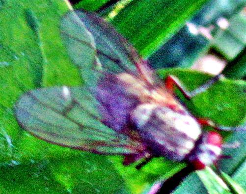 Fliege Coenosia attenuata(Stein 1903))(weiblich)