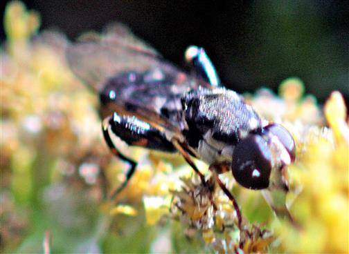 Gemeine Keulenschwebfliege(Syritta pipiens(L. 1758))