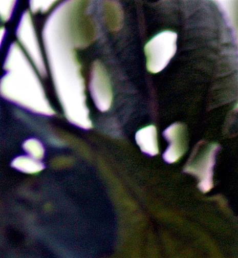 Frakunst vermutlich von Insekten an den Blttern einer Pflaume(Prunus domestica(L.)) 01