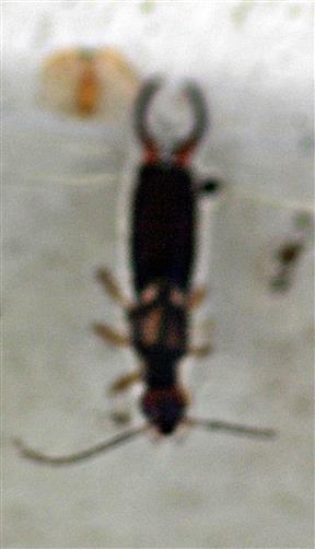 Gemeiner Ohrwurm(Forficula auricularia(L. 1758))(mnnlich)