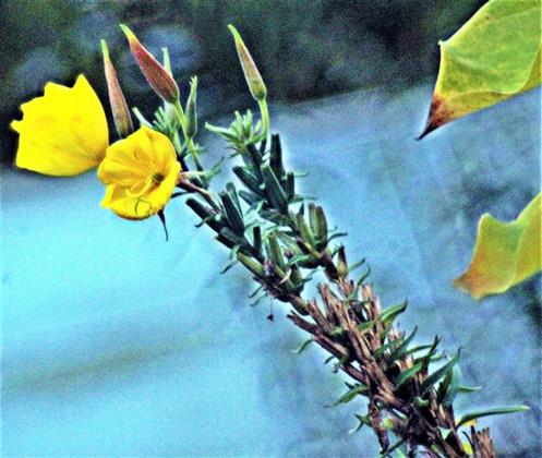 Gemeine Nachtkerze(Oenothera biennis(L.))