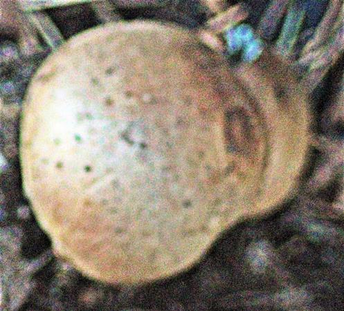 Hartschaliger Kartoffelbovist(Scleroderma citrinum(Pers.))