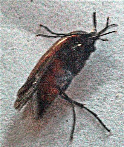 Wespenfächerkäfer(Meteocus paradoxus(L. 1758))