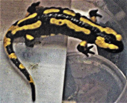 Gebänderter Feuersalamander(Salamandra salamandra terrestris(L. 1758))
