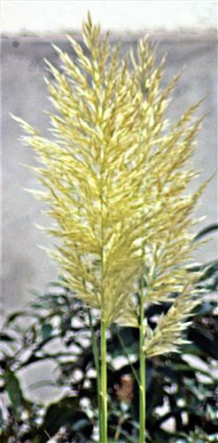 Rispen eines Amerikanischen Pampasgrases(Cortaderia selloana(Schult. & Schultf.) Asch. & Graebn.)
