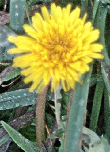 Blüte eines Gemeinen Löwenzahns(Taraxacum sect. ruderalia(Kirschner, H.Øllg & Štěpánek))