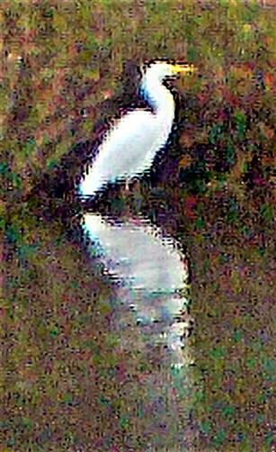 Silberreiher(Ardea alba(L. 1758)) am Westufer des Lohmühlenweihers
