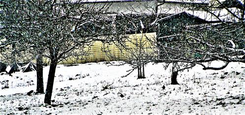 Amseln(Turdus merula(L. 1758)) auf Nahrungssuche unter Obstbäumen im Schnee