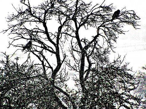 Zwei Saatkrähen(Corvus frugilegus(L. 1758)) auf einem Obstbaum