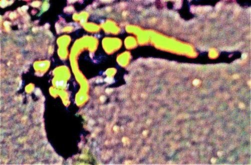Juveniler Gebänderter Feuersalamander(Salamandra salamandra terrestris(L. 1758))