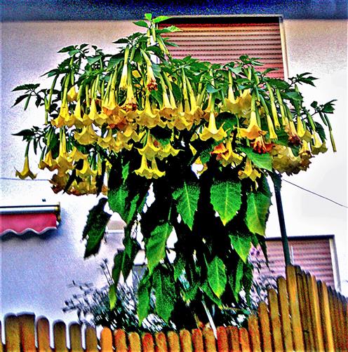 Engelstrompete(Brugmansia(Pers.) arborea)