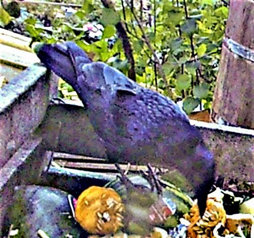 Saatkrähe(Corvus frugilegus(L. 1758)) auf einem Komposthaufen