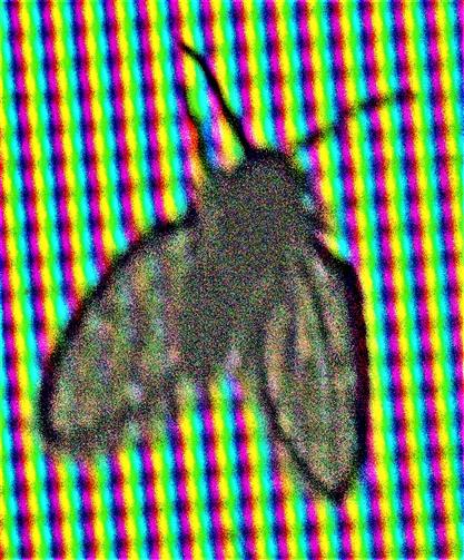Schmetterlingsmücke(Clogmia albipunctata(Newmann 1834)) als seltener Gast am Bildschirm