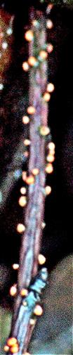 Zweig mit zinnoberrotem Pustelpilz(Nectria cinnabarina(Tode;Fr.))